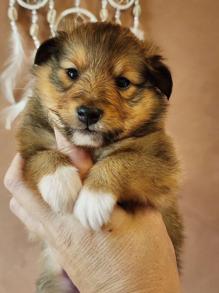 du Domaine des Sentinelles - Chiots disponibles - Shetland Sheepdog